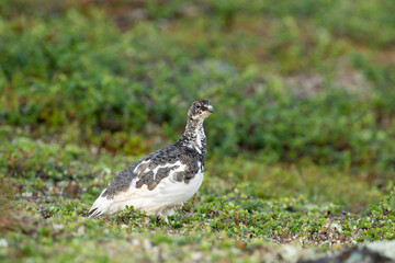 Rock ptarmigan, Lagopus muta walking between the low vegetation on the hilltop in Northern Finland, Europe