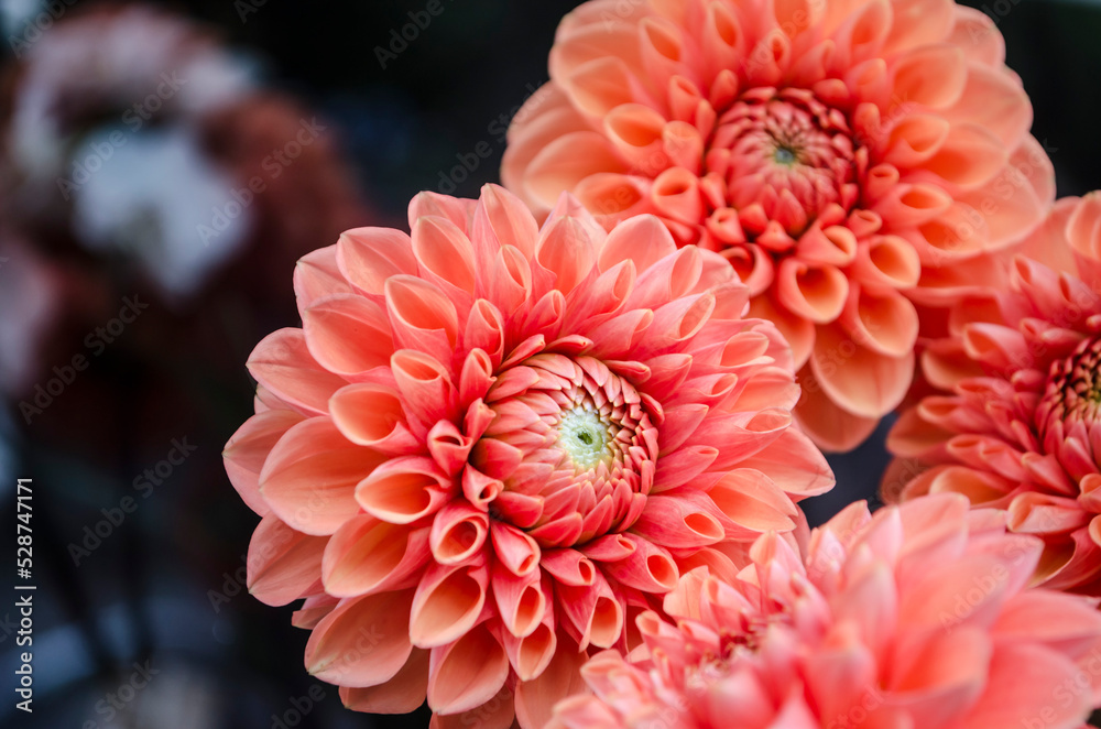 Wall mural Apricot-orange dahlia on a blurred background.