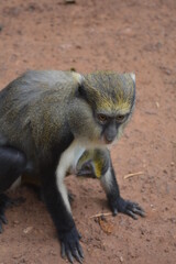 Mona Monkey Mother with her Baby Gripping Tight at the Tafi Atome Monkey Sanctuary in Ghana, Africa