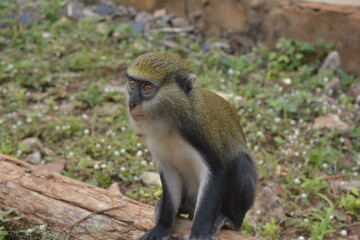 Moma Monkey at the Tafi Atome Monkey Sanctuary in Ghana Hoping for Food