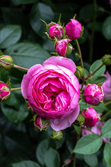 Flowers of ‘Pomponella’ Floribunda Rose