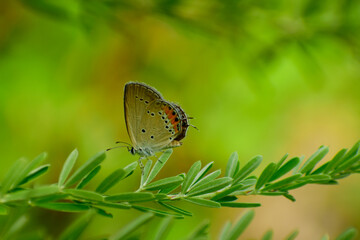 butterfly on a green grass