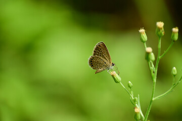 butterfly on a flower