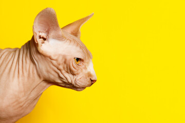 cat breed Canadian Sphynx on a yellow