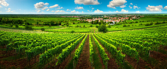 Grüne Weinreben auf offener Landschaft in der Pfalz, Deutschland, mit blauem Himmel im Panorama...