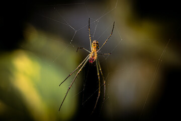 Araña