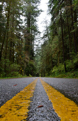 Asphalt road in Sequoia National Forest