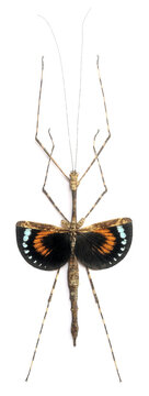 Pseudodiacantha cheni (female)
Walking, Flying Stick Insect in White Background