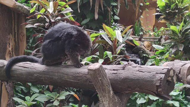 Arctictis binturong is a kind of large weasel, a member of the Viverridae tribe. Some Malay dialects are called binturong, menturung or menurun