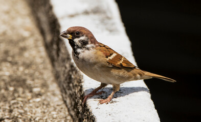 Eurasian Tree Sparrow Bird perched on concrete ledge