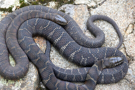Closeup of Two Northern Watersnakes (Nerodia sipedon) Coiled Tog