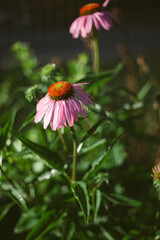 Echinacea Growing in the Garden