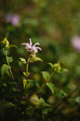 Obraz na płótnie Canvas Purple Bee Balm bergamot Growing in the Garden