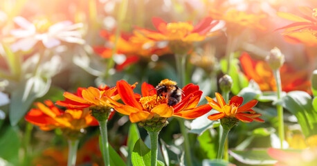 Light summer floral background with orange zinnias. A bee on an orange zinnia flower, banner. Selective focus, close up