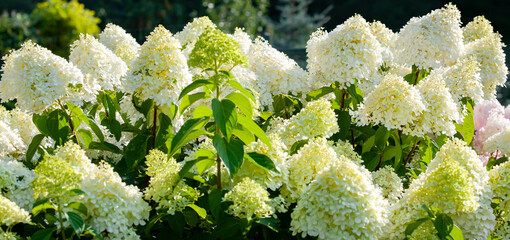 Gorgeous inflorescences of white green hydrangea paniculata in the summer garden, lit by the sun, banner. Hydrangea limelight.