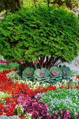 Colorful flowers are planted in rows on flower bed in park. Landscape design of garden