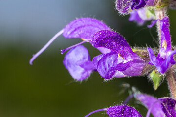 Salvia pratensis, the meadow clary or meadow sage, is a species of flowering plant in the family Lamiaceae, native to Europe, western Asia and northern Africa