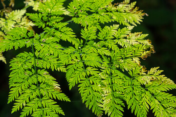 Green patterned leaves of a plant Conium maculatum in the sun in autumn macros, top view, texture