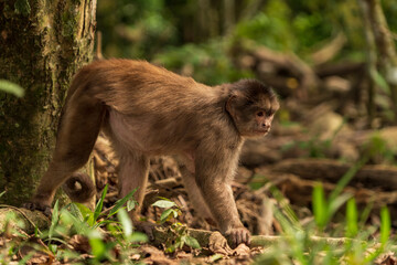 Capuchin monkey of south america