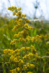 Galium verum is a herbaceous perennial plant of the family Rubiaceae. Flowering meadow, fragrant, honey plants