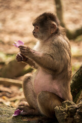 Capuchin monkey of south america
