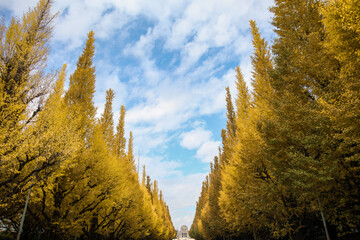 秋の黄色く色づいたいちょう並木と奥に見える聖徳記念絵画館