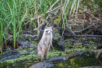 A wild raccon in the swamps in Louisiana