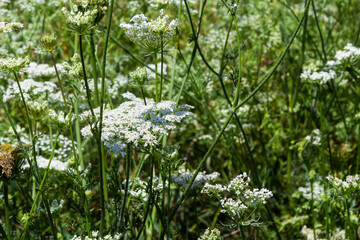 Daucus carota inflorescence, showing umbellets. White small flowers on garden. Blooming vegetables in the garden