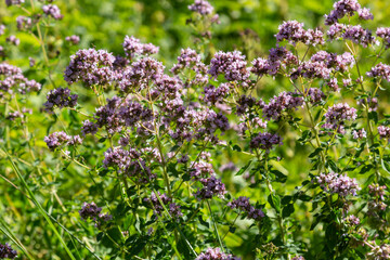 Close up view of pinc and lilac flowerheads of blooming oregano, origanum vulgare. Selected focus, blurred background