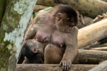 Capuchin monkey of south america