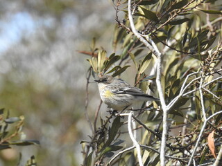 A female myrtle, yellow-rumped warbler, perched on a small branch, at the Chincoteague Island, National Wildlife Refuge, Accomack County, Virginia.