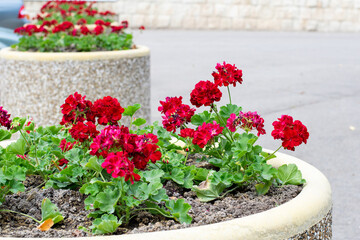 Red geranium in pots large floral composition in public garden