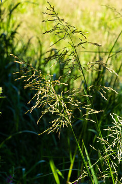Glyceria maxima, commonly known as great manna grass, reed mannagrass, reed sweet-grass, and greater sweet-grass is rhizomatous perennial grasses in mannagrass genus native to Europe