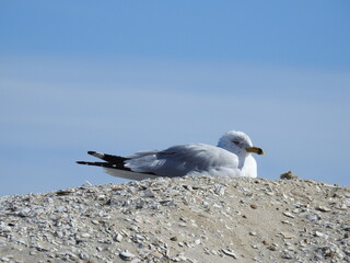 A seagull resting on a mound of sand and broken seashells along the coast of the Virginia side of Assateague Island.