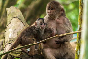 mother and baby monkey 