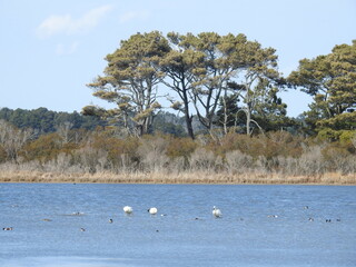 The beautiful scenery of Chincoteague attracts tourists from all over the world, located in Accomack County, Virginia side of Assateague Island.
