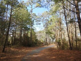 Tourist enjoy hiking the peaceful woodland trails at the Chincoteague Island, National Wildlife Refuge, Accomack County, Virginia.