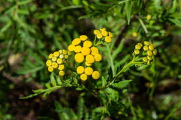 Yellow flowers of Tancy blooming in the summer. Tansy Tanacetum vulgare is a perennial, herbaceous flowering plant in the genus Tanacetum in the aster family, native to temperate Europe and Asia