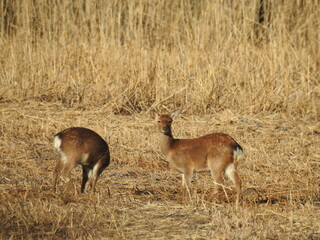 Sika deer living on the Chincoteague Island, National Wildlife Refuge, Accomack County, Virginia.