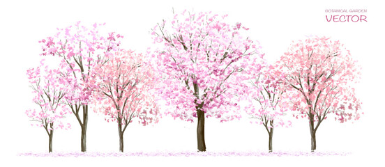 Vector watercolor blooming flower tree side view isolated on white background for landscape and architecture drawing, elements for environment or and garden,Sakura trees for section 