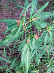 Euphorbia cyathophora,