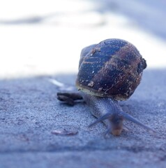 snail on stone
