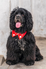 A male American Cocker Spaniel