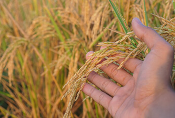 Hand tenderly touching a young rice in the paddy field,Hand holding rice with warm sunlight, Closeup of yellow paddy rice field with golden sun rising in autumn.