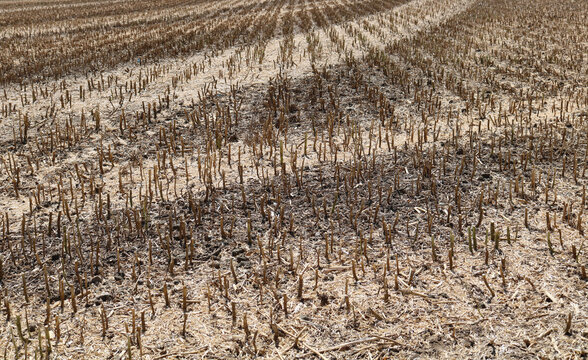 Full frame image of short cropped corn stubble after harvesting