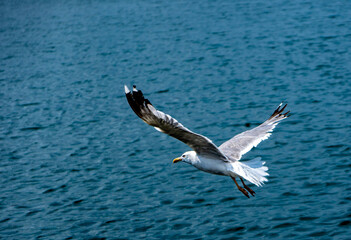 Seagull flying with wings outstretched near and low to the sea in the seaport of Rianxo.