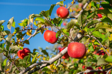 真っ赤に実るリンゴ