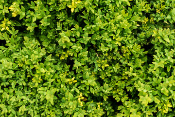 Fototapeta premium Natural green background. Young green leaves texture. Nature spring concept.