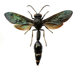 Pseudozumia indica
Large Insect, Predator Wasps in White Background