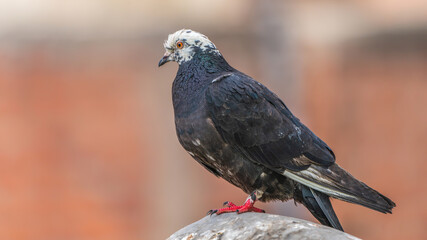 Rock dove